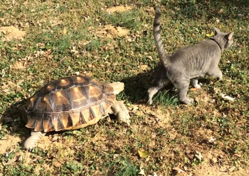 Luda kornjača Bob nerazdvojna je od svog najboljeg prijatelja mačka Luckyja