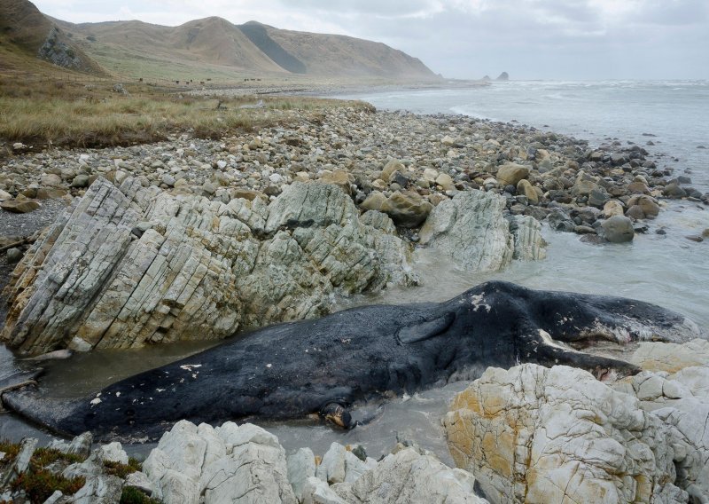 More na plažu kod Orebića donijelo lešinu kita