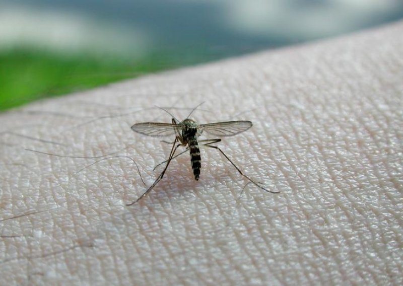 Osječani od danas komarce mogu pratiti i na internet kartama