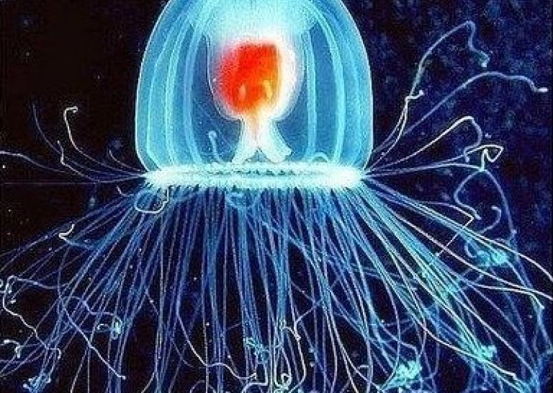 Je li ova meduza jedina besmrtna životinja na svijetu?