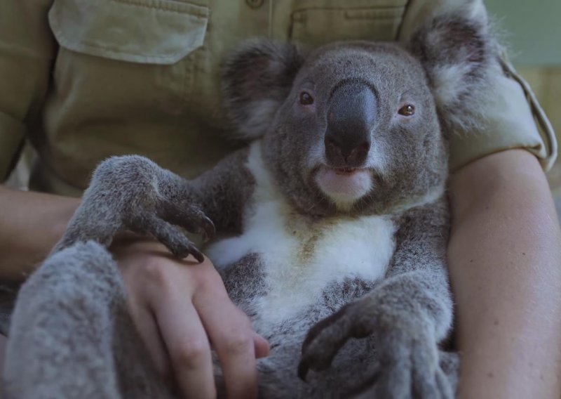 Ovo je najopuštenija koala koju ste ikad vidjeli