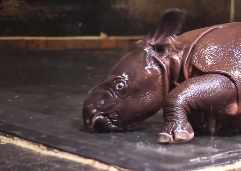Slatki nosorog uživa u svom drugom kupanju