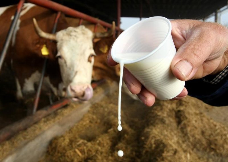 Proizvodnja kravljeg mlijeka u 2015. pala 1,8 posto
