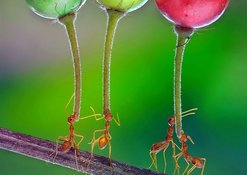 Mravi koji nose voće izgledaju kao da se igraju s balonima