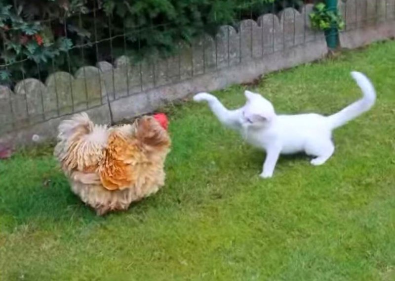 Pogledajte epsku bitku mačke i kokoši