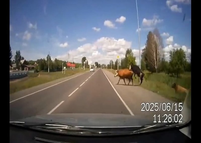 Rus prekinuo seks krave i bika