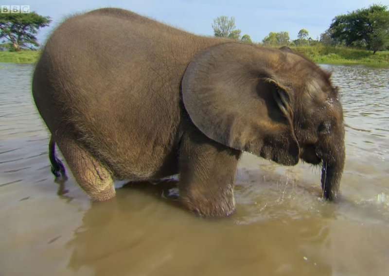 Slatki slonić pobijedio je svoj strah od vode
