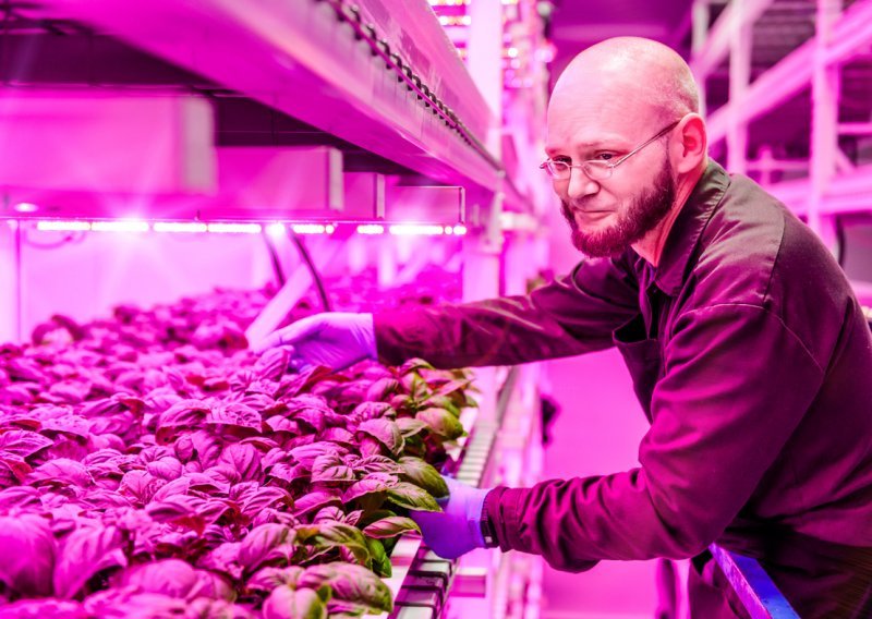 LED rasvjetom Philips pomaže razvoju poljoprivrede