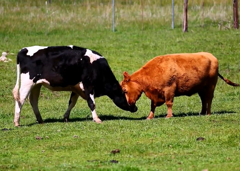 Spašena slijepa krava pronašla novu prijateljicu
