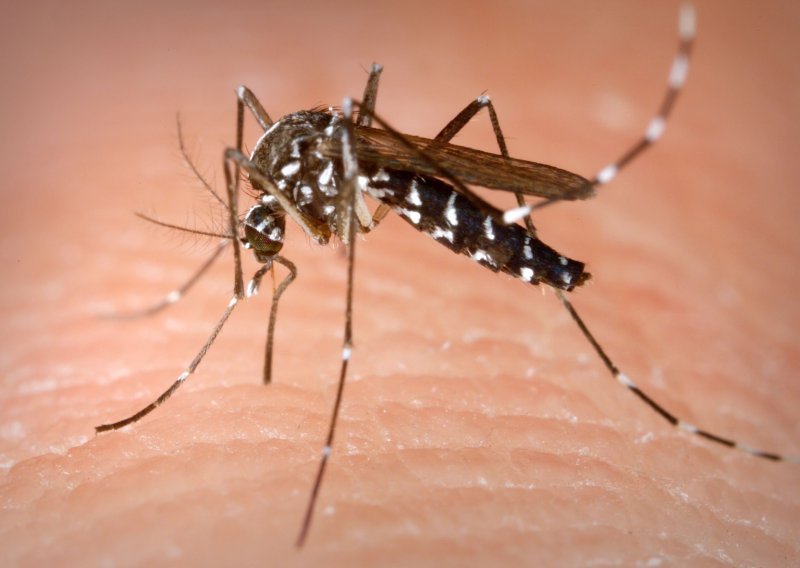 Slavonska općina izdala uputstva za borbu protiv azijskog tigrastog komarca