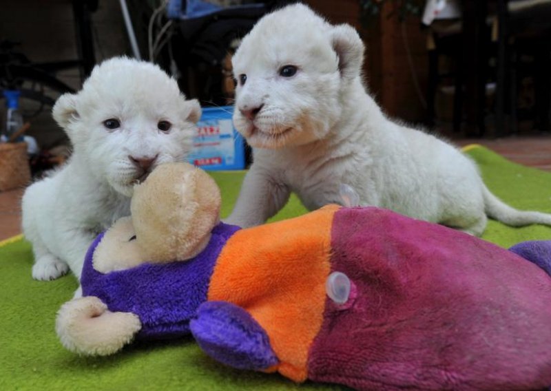 Bebe bijelog lava umiljate kao plišane igračke