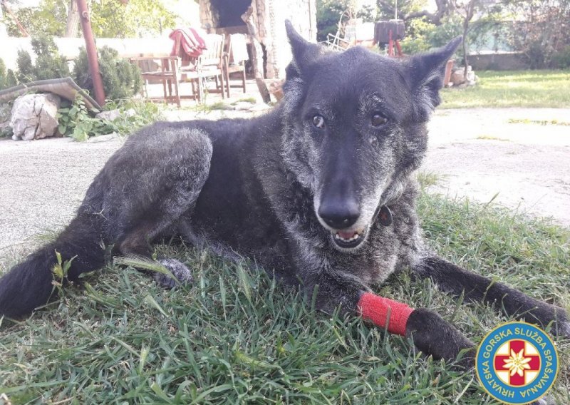 Otrovani pas HGSS-a se oporavlja, no još uvijek nije poznato hoće li moći nastaviti spašavati