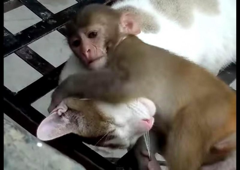 Pogledajte prekrasno prijateljstvo majmuna i mačke