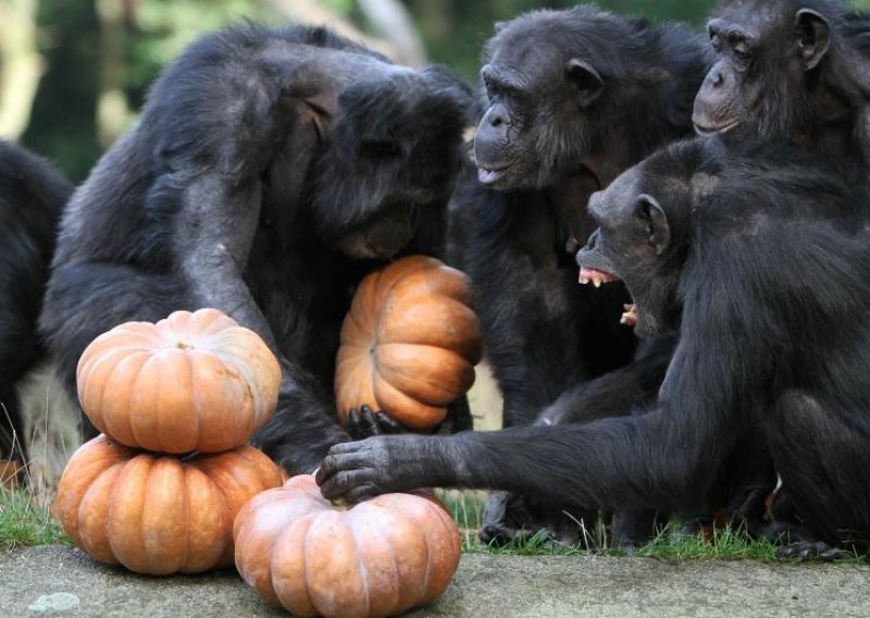 Čimpanze rješavaju zagonetke iz zadovoljstva kao i ljudi
