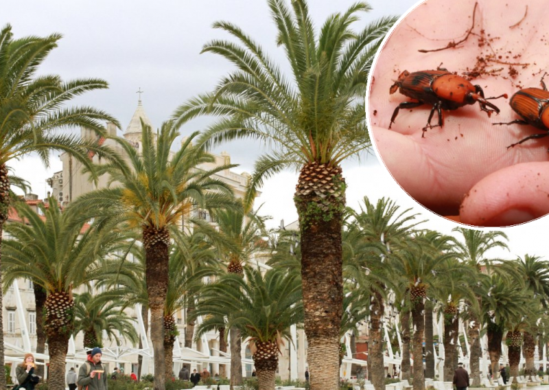 Štetnici iz egzotičnih krajeva pustoše palme u Dalmaciji, stručnjaci sliježu ramenima