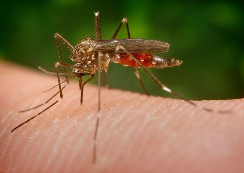Zašto komarci više ubadaju neke ljude od drugih