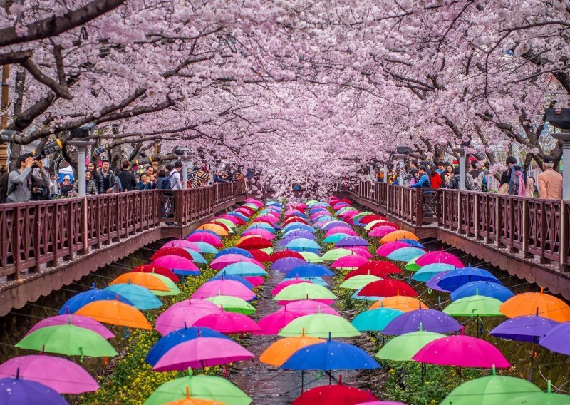 Japanski Festival trešnjinog cvata apsolutno je božanstven