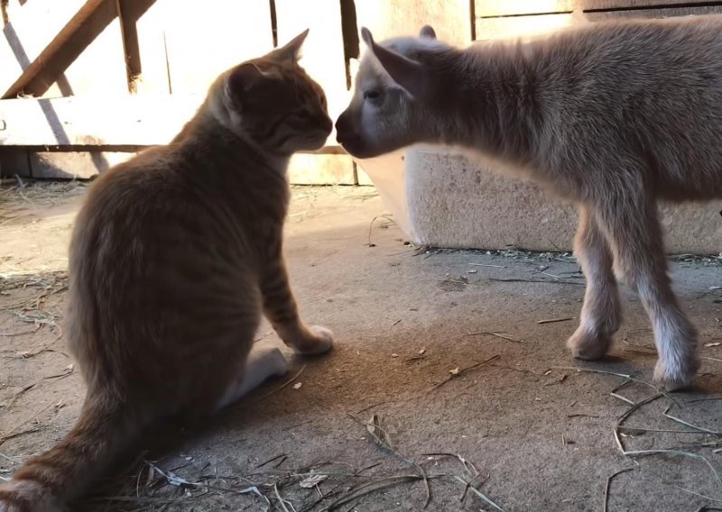 Prvi susret kozlića s mačkama čista je milina