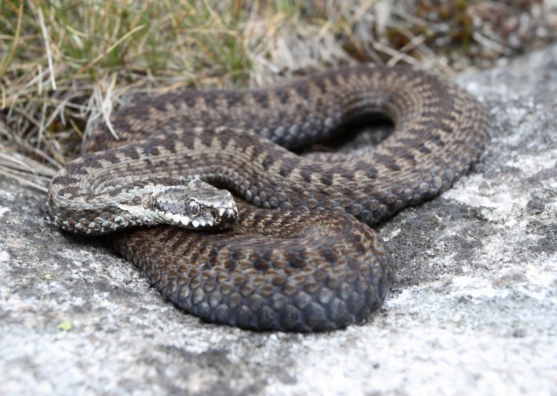 U Hrvatskoj se pojavila nova vrsta zmije: Izgleda kao poskok, ali poprilično veliki...