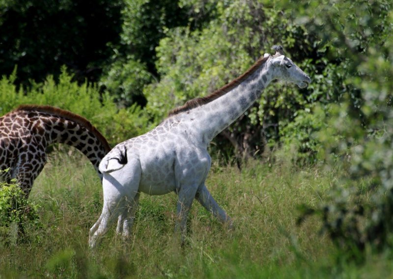 Jeste li ikad vidjeli albino žirafu?