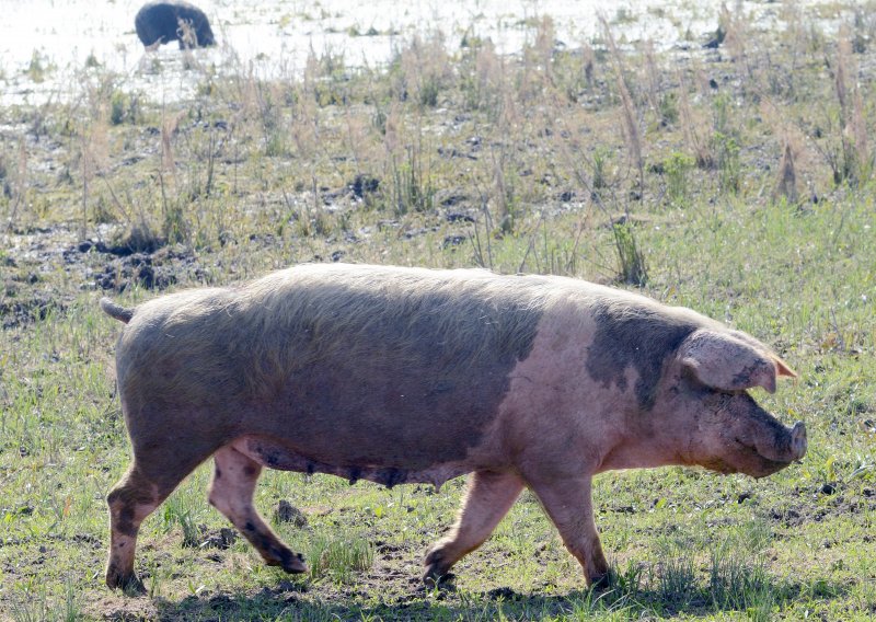 Hara afrička svinja kuga, u Rumunjskoj usmrćeno više od 110 tisuća svinja
