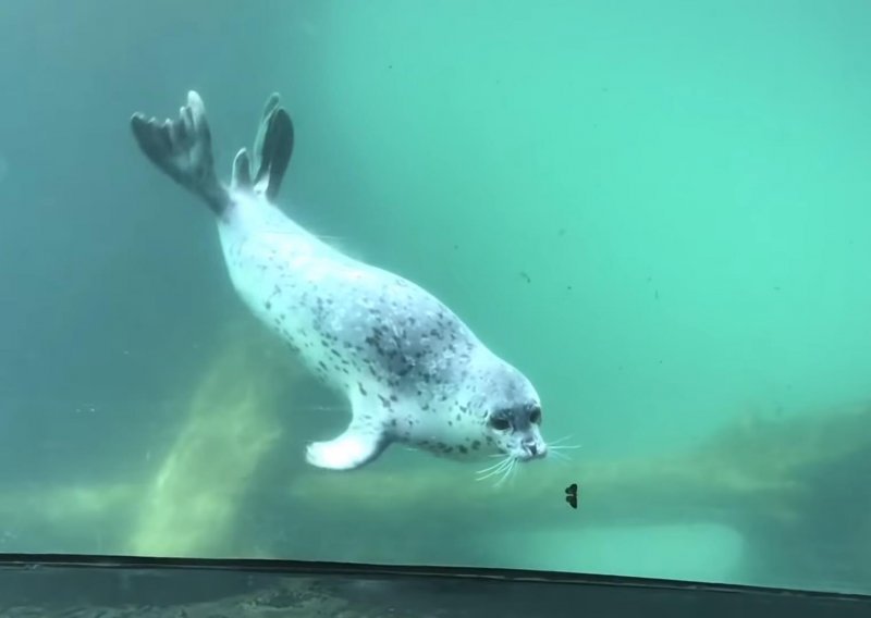 Slatki tuljan igra se lovice s leptirom