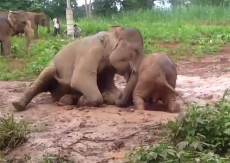 Brižna slonica spasila mladunče od blatnjavog igrališta