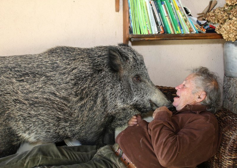Talijanski par ima neobičnog kućnog ljubimca – divlju svinju!