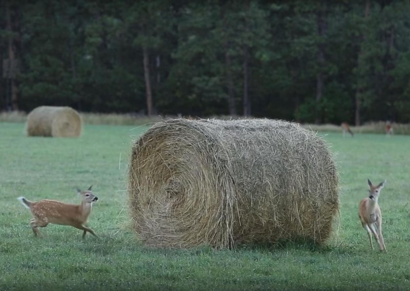 Divota: Mladi jeleni igraju se lovice oko bale sijena