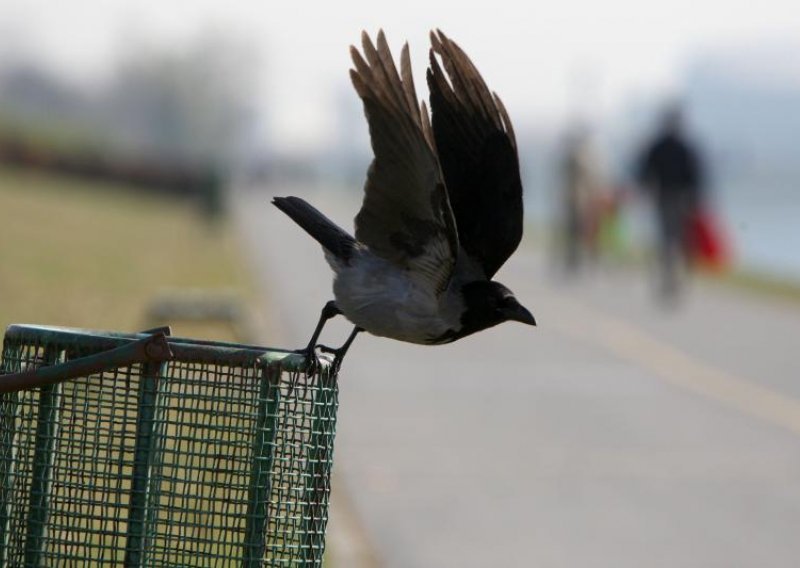 Agresivne vrane napadaju građane i prenose zaraze
