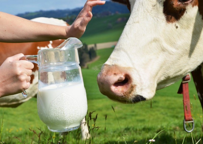 Sektoru mljekarstva 20 milijuna kuna pomoći u koronakrizi