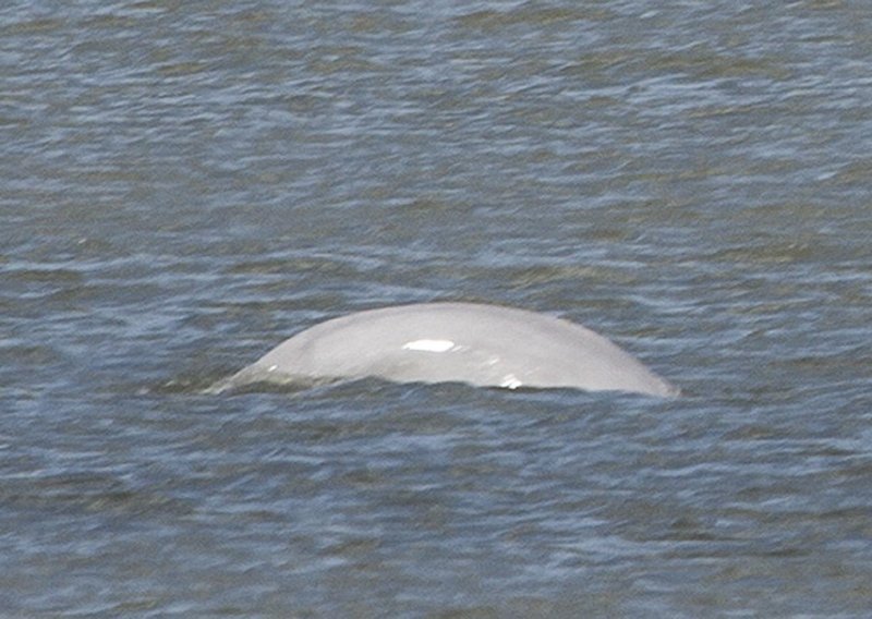 [VIDEO] Znanstvenici u nevjerici: Beluga kit viđen u Temzi nedaleko Londona