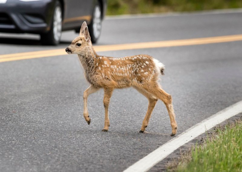 Upozorenje vozačima: Istarskim cestama haraju divlje životinje
