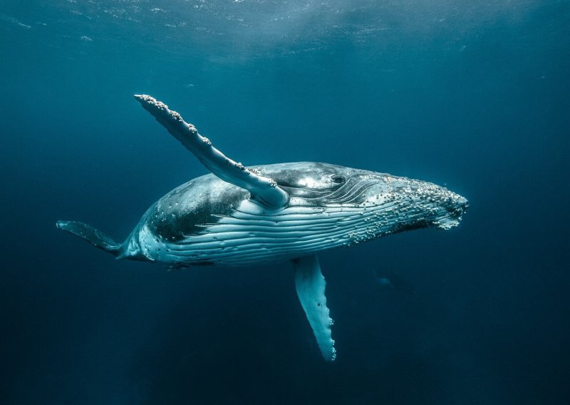 Pogledajte veličanstvene grbave kitove