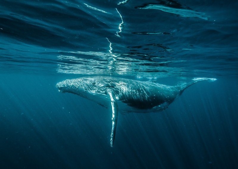 Na Islandu se nasukalo pedesetak kitova, dvadeset uginulo
