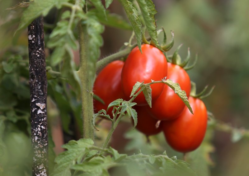 Zbog pesticida iz prodaje se povlači rajčica šljivar, podrijetlom iz Italije