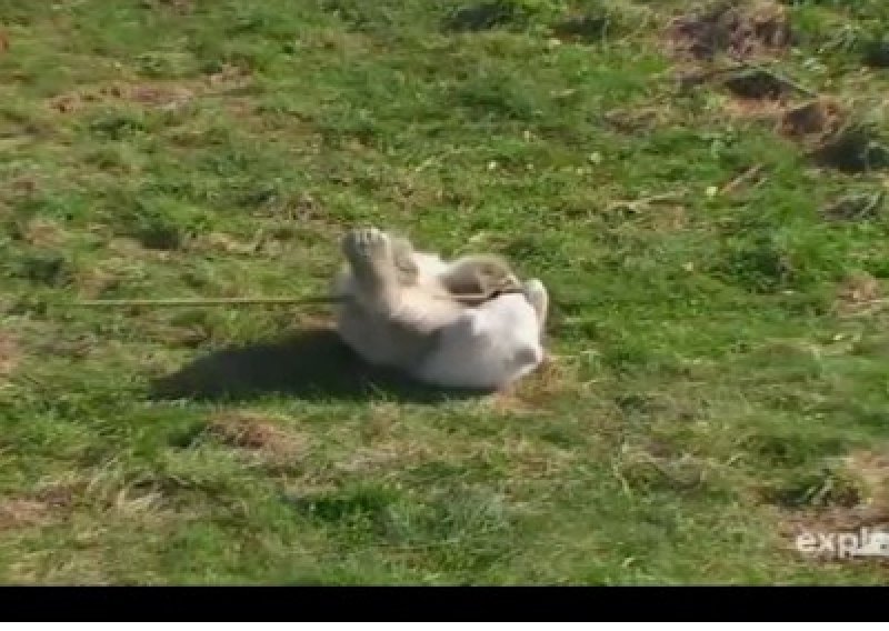 Zaigrani polarni medo pokušava se riješiti svrbeža