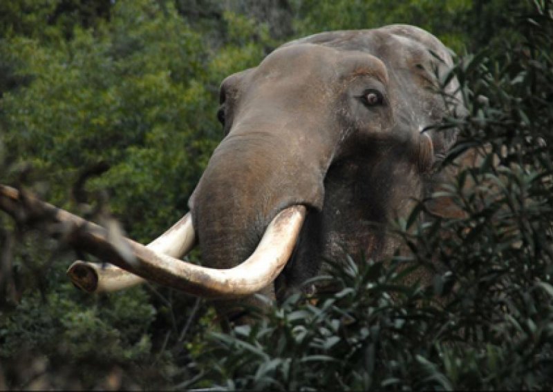 'Zašto HRT prikazuje dokumentarce o slonovima, a ne o kanarincima?'