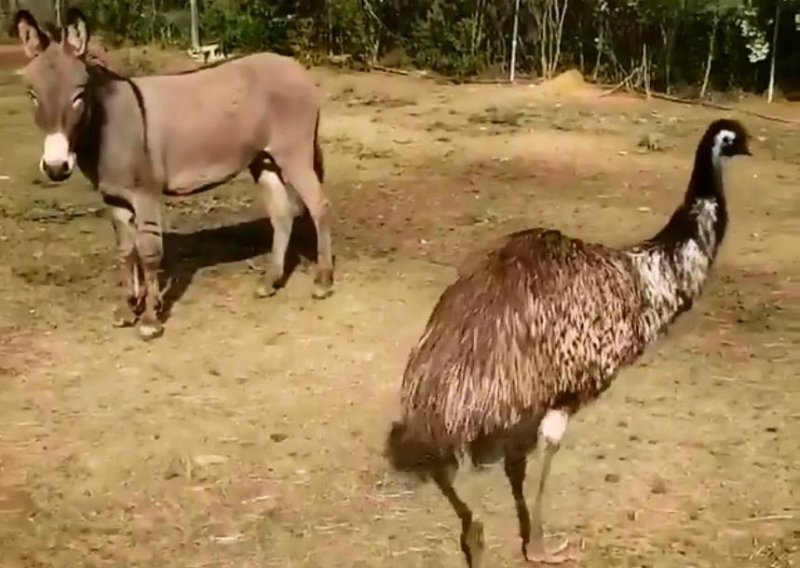 Ljubav ili prijateljstvo? Topla priča o neraskidivoj vezi magarca i ženke emua