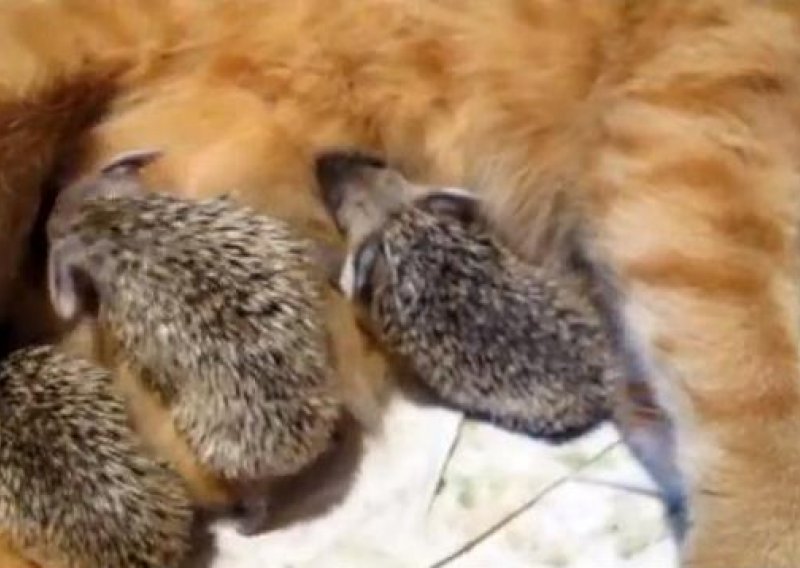 Mama mačka prihvatila i doji male ježeve