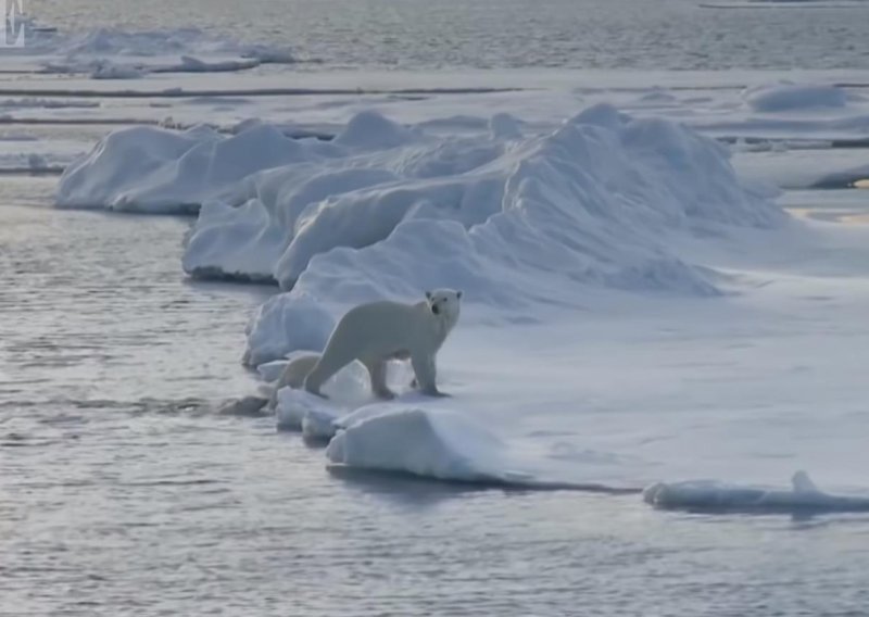 Znate li kako se polarni medvjedi suše kad izađu iz mora?