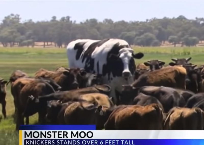 Pogledajte kako izgleda najveće govedo na svijetu