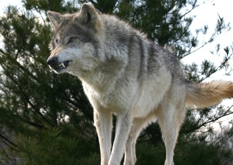 Trebaju li vukovi biti apsolutno zaštićeni?