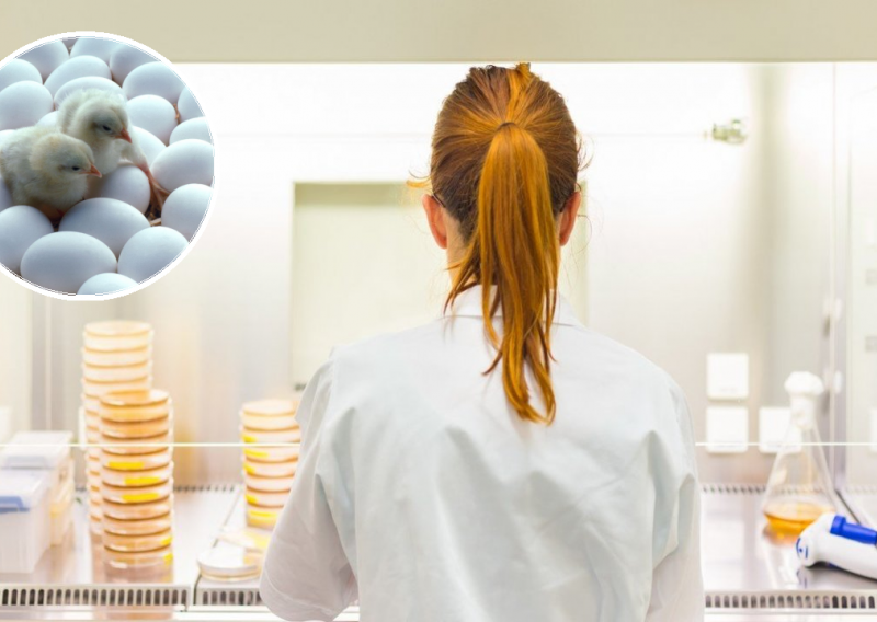 Veliko otkriće: Proteinima iz genetski modificiranih kokošjih jaja do jeftinijih lijekova za oboljele od karcinoma