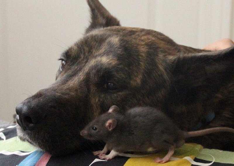 Pas i štakor mogu biti najbolji prijatelji, ovo je živi dokaz