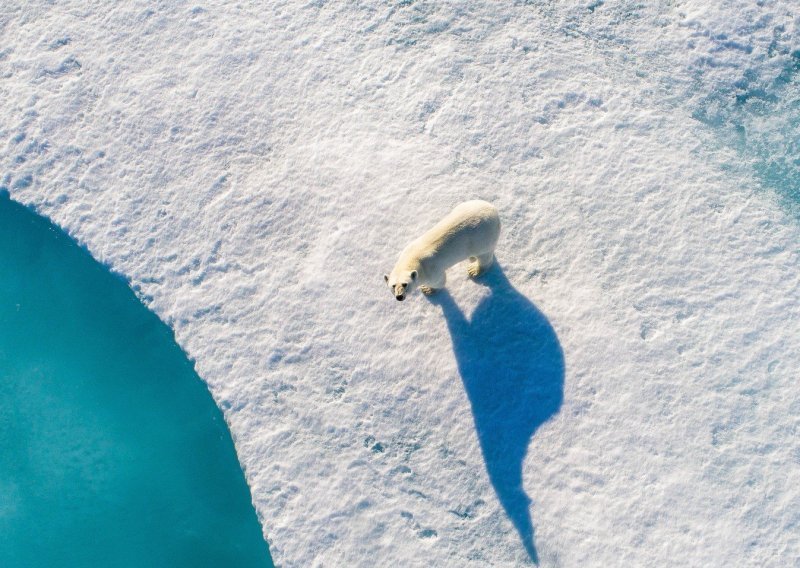 Dron snimio arktičke izbjeglice nastale zbog globalnog zatopljenja
