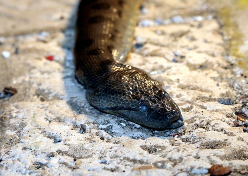 Anakonda u Vodicama: Dječaci iz mora izvukli zmiju dugu više od dva i pol metra