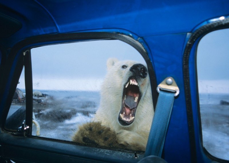U Rusiji objavljeno izvanredno stanje zbog invazije polarnih medvjeda: slijedi li odstrel zaštićenih životinja?
