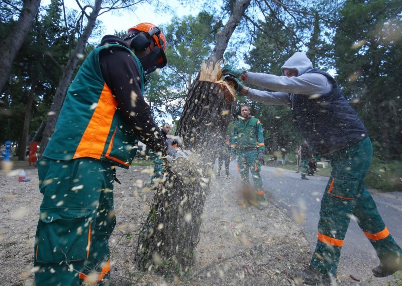 Počela masovna sječa na splitskom Marjanu, uklonit će se trećina cijele šume