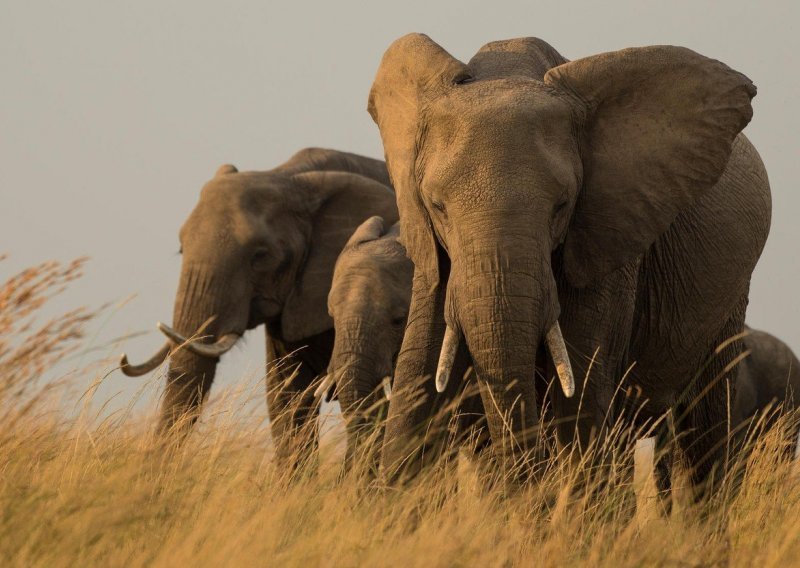 Uskoro zabrana prodaje divljih slonova zoološkim vrtovima